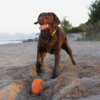 Chew King by Mammoth Premium Treat Dispensing Dog Toy, Durable Natural Rubber - Image 2