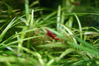 Seachem Indoor Purigen Organic Filtration Resin - Image 4