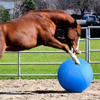 Herding Ball for Dogs and Horses - Image 9