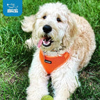 Voyager Step-in Pet Harness - Image 10