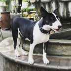 Heavy Duty Tactical Dog Collar - Image 6