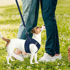 PUPTECK Adjustable Dog Harness Collar and Leash Set Step in No Pull Pet Harness - Image 7