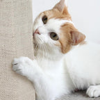 Cat Scratching Post with Carpeted Base - Image 4
