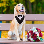 ADOGGYGO Formal Dog Tuxedo, Wedding Dog Collar - Image 2