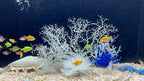 BEGONDIS 8 Pack Artificial Coral Ornament, Aquarium Plasitc Water Plants - Image 6