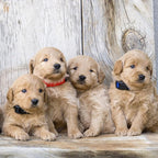 Okuna Outpost Puppy Collars - Image 4