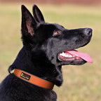 Plutus Pet Tactical Dog Collar, Reflective, Adjustable Heavy Duty Dog Collar - Image 6