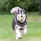 KONG Air Dog SqueakAir Dog Toy Tennis Balls - Image 6