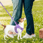 PUPTECK Adjustable Dog Harness Collar and Leash Set Step in No Pull Pet Harness - Image 7