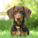 AirTag Dog Collar for Small Medium Large Breed - Image 7