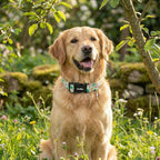 St. Patrick's Day Dog Collar, Puppy Collar - Image 7
