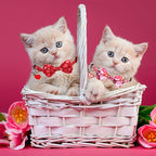 ADOGGYGO Valentine Cat Collars - Image 3