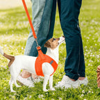PUPTECK Adjustable Dog Harness Collar and Leash Set Step in No Pull Pet Harness - Image 7