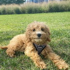 Best Pet Supplies Voyager Step-in Air Harness - Image 7