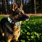 Unique style paws Dog Collar Plastic Buckle - Image 4