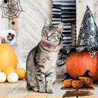 Christmas Cat Collar with Bells, Thanksgiving Cat Collar Breakaway, Halloween - Image 7