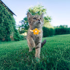 Cat Collar, HYQHYX Breakaway Kitten Collar - Image 8