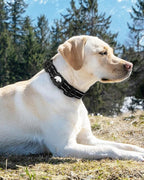 Joytale Airtag Dog Collar, Dual D-Rings, Waterproof Reflective Pet Collar - Image 8