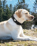 Joytale Airtag Dog Collar, Reflective Pet Collar - Image 8