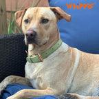 WHIPPY Leather Dog Collar for Small Medium Large Dog Adjustable Soft Breathable - Image 2