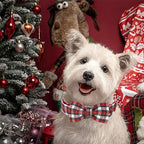 Christmas Dog Collar, Christmas Puppy Necklace - Image 5