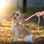 Didog Soft PU Leather Dog Collar, Stylish Quick Released Dog Collars - Image 3