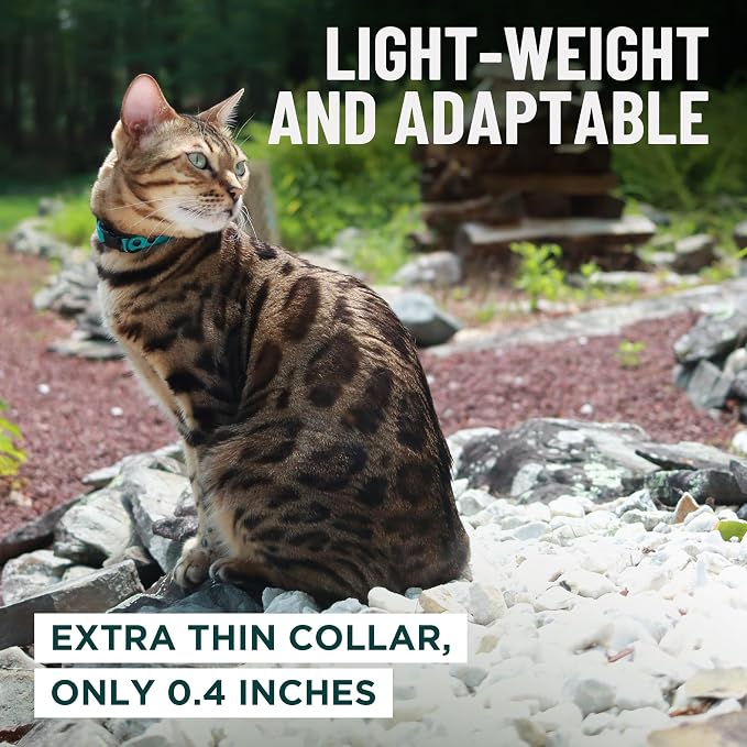 OutdoorBengal Red Breakaway Kitten Collar - Image 6