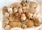Puppy Collars for Litter, Puppy Collars for Small Puppies Soft Nylon Safety - Image 8