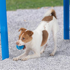 Best Pet Supplies Interactive Squeaky Dog Chew Toy, Ideal Dog Toys - Image 8