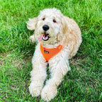 Voyager Step-in Pet Harness - Image 8