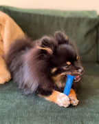 Nylabone Textured Dental Bone Flexi Chew Toy - Image 2