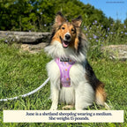 Lucy & Co. Cute Reversible Dog Harness Walking Halter - Image 4