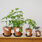 6 Pack of 7 inch Plant Saucer, Heavy Duty Plastic Plant Water Tray 7 inch Round - Image 3