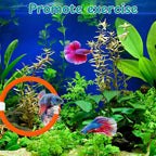 Betta Mirror Enrichment Fish Toys Stimulation, Betta Fish Tank Accessories - Image 3