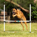 Midlee Dog Agility Bar Jumps- Set of 4 Jumps - Image 7