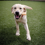 Nylabone Textured Knuckle Bone Power Chew Toy - Image 3