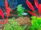 Aquarium Stone for Natural Water Clarification and Odor Removal Featuring - Image 4