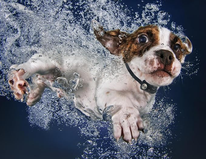MS-5 ECON Automatic Pet Door Collar, Genuine High Tech Pet Brand Dog Collar - Image 2