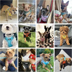 AIITLE Dog Harness, No-Pull Cat Harness - Image 2