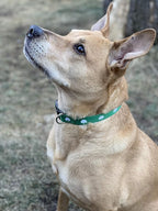 Native Pup St Patricks Dog Collar- Saint Patrick Green Shamrock Pet Collars- - Image 5