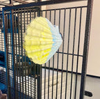 Polly's Comfy Clam Parrot Cage Flat Bird Perch - Image 5