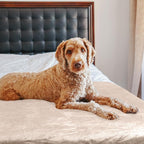 PETMAKER Dog Blanket - Image 8