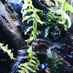 Seachem Prime Fresh and Saltwater Conditioner - Image 4