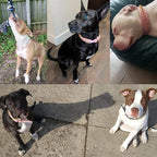 TEEMERRYCA Pink Leather Gold Spiked Studded Dog Collar - Image 3