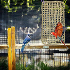 Large Bird Seagrass Mat 24 × 14 ''Natural Seagrass Woven Bird Net Hammock - Image 7