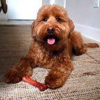 Nylabone Textured Bone Power Chew Toy - Image 3