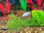 Aquarium Stone for Natural Water Clarification and Odor Removal Featuring - Image 6
