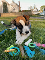 Nylabone New Puppy Starter Kit, 5 Chew Toys and 1 Natural Treat - Image 2