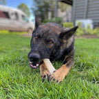 Nylabone Textured Knuckle Bone Power Chew Toy - Image 7