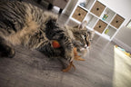 SmartyKat Flutter Balls Catnip Plush and Feather Cat Toys, Erratic Motion - Image 10